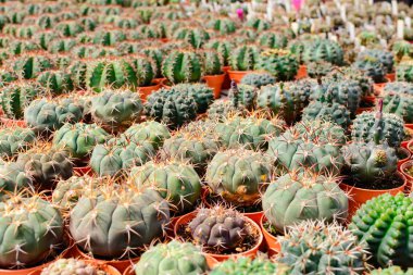 Kaktüs ağacında Dükkanı soydan gelen evde