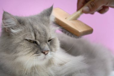 Ahşap bir masaya kedi kürk tarak fırça