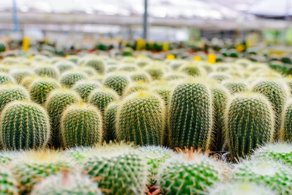 Cactus tree shop with breeding in the house — Stock Photo, Image