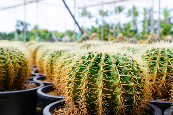 Kaktüs ağacında Dükkanı soydan gelen evde