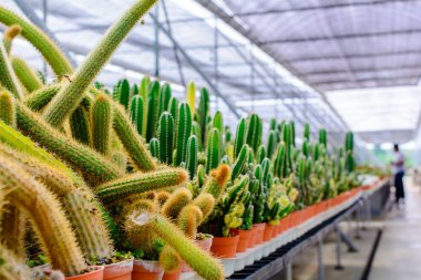 Kaktüs ağacında Dükkanı soydan gelen evde