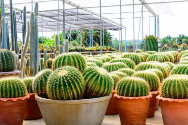 Kaktüs ağacında Dükkanı soydan gelen Satılık ev