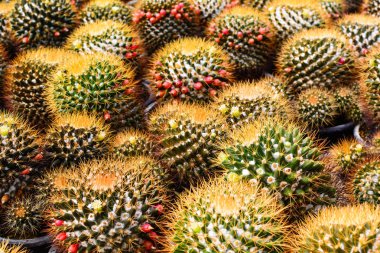 Kaktüs ağacında Dükkanı soydan gelen Satılık ev