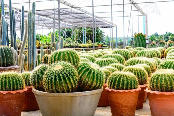 Kaktüs ağacında Dükkanı soydan gelen Satılık ev