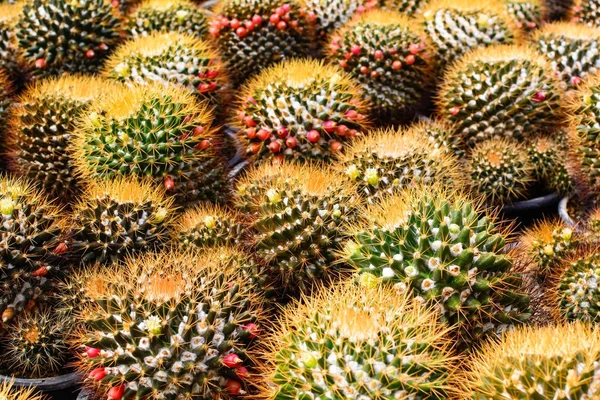 Kaktüs ağacında Dükkanı soydan gelen Satılık ev