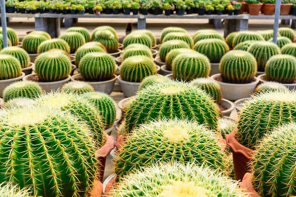 Kaktüs ağacında Dükkanı soydan gelen Satılık ev