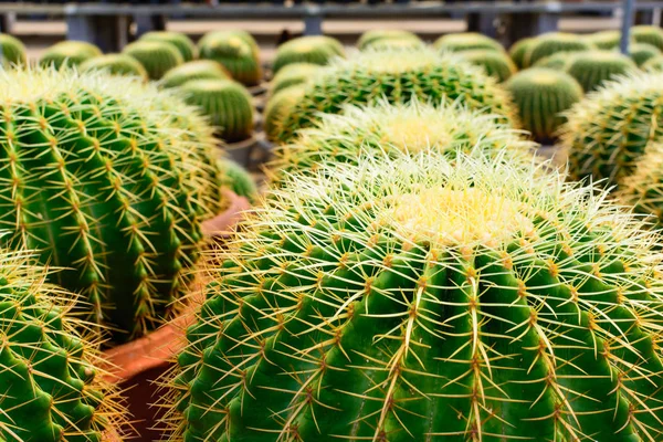 Cactus tree shop with breeding in the house for sale — Stock Photo, Image