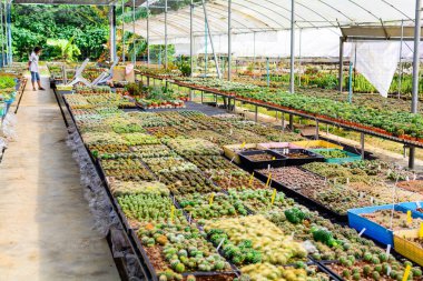 Kaktüs ağacında Dükkanı soydan gelen Satılık ev