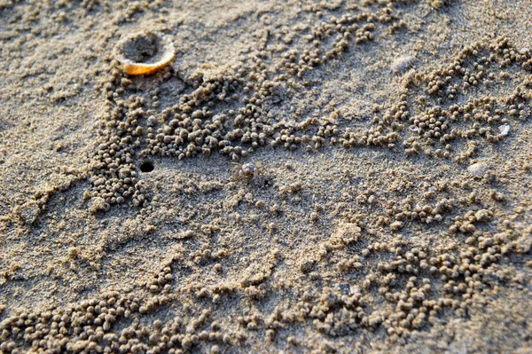 Cestovat na ostrov Koh Chang, Thajsko. Krabi na pláži. — Stock fotografie