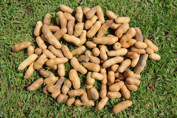 Un montón de cacahuetes en la hierba . — Foto de Stock