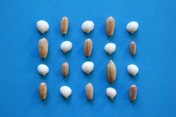 Las conchas marinas en las filas sobre el fondo azul . — Foto de Stock