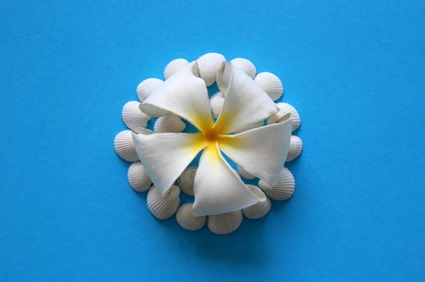 De witte bloem met schelpen op de blauwe achtergrond. — Stockfoto