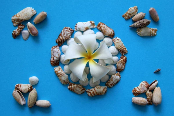 La flor blanca con conchas marinas sobre el fondo azul . — Foto de Stock