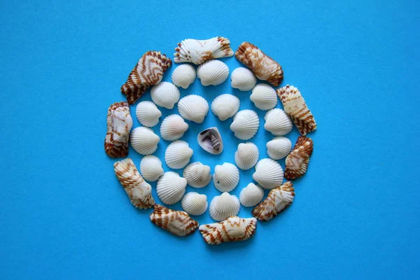 The seashells in the circle on the blue background. — Stock Photo, Image