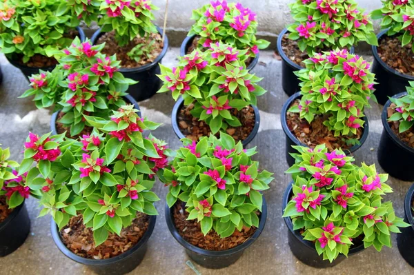 The pink pot plants on the market. — Stock Photo, Image