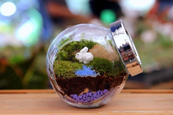 Het klein terrarium in een glazen pot op de markt. — Stockfoto