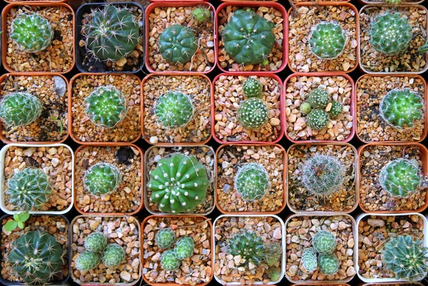 Sporo kaktusy w doniczkach na rynku. — Zdjęcie stockowe