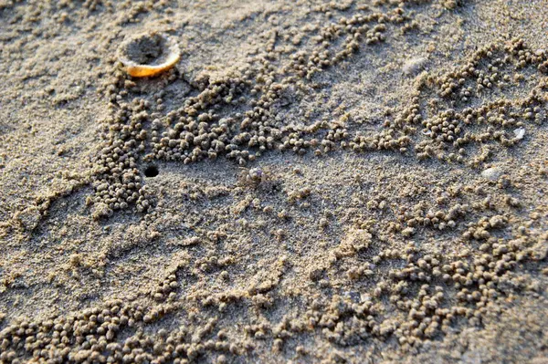 Kraby a mušle na pláži. — Stock fotografie