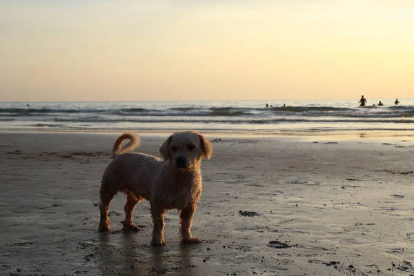 Ein Hund am Strand des Sonnenuntergangs. — Stockfoto