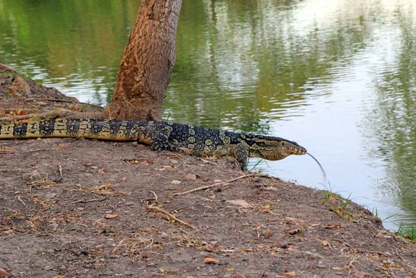 Reuze hagedis loopt naar de rivier. — Stockfoto