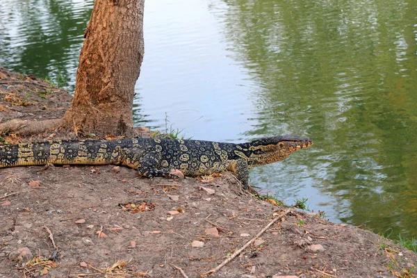 Lagarto gigante camina hacia el río . —  Fotos de Stock