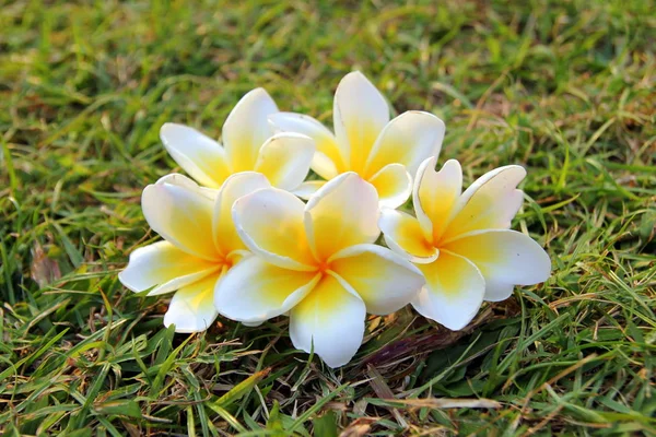 Fleurs blanches-jaunes de plumeria sur l'herbe . — Photo