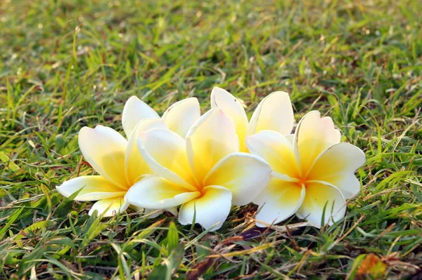 Fleurs blanches-jaunes de plumeria sur l'herbe . — Photo