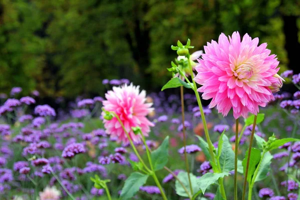 草地上的紫色和粉红色的花朵. — 图库照片
