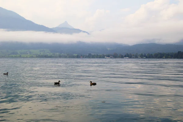 Kaczki nad jeziorem Wolfgangsee, blisko gór w pochmurna pogoda. — Zdjęcie stockowe