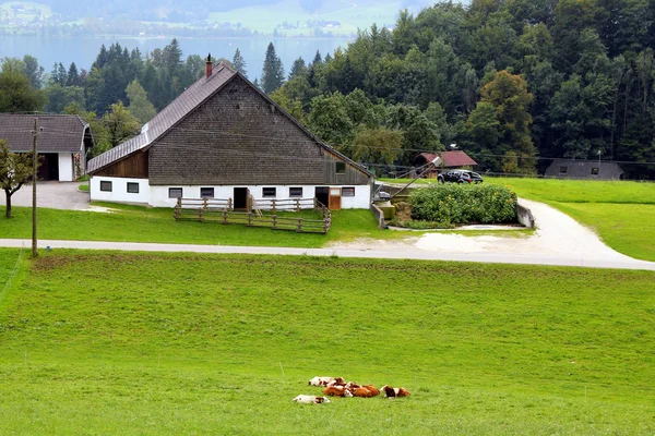 Het uitzicht op de groene weide met de koeien, met de huizen, een meer en de bergen op de achtergrond. — Stockfoto