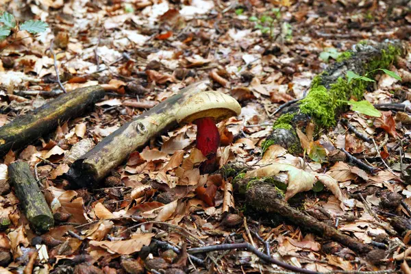 O cogumelo com as folhas secas no fundo da floresta . — Fotografia de Stock