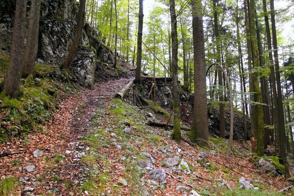 Un sentier dans la forêt de montagnes verdoyantes . — Photo