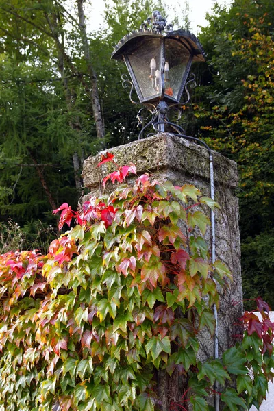 Die Laterne auf der Steinsäule mit grünen und roten Lianenblättern. — Stockfoto