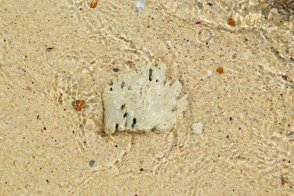Камінь з черепашками на піщаному пляжі . — стокове фото
