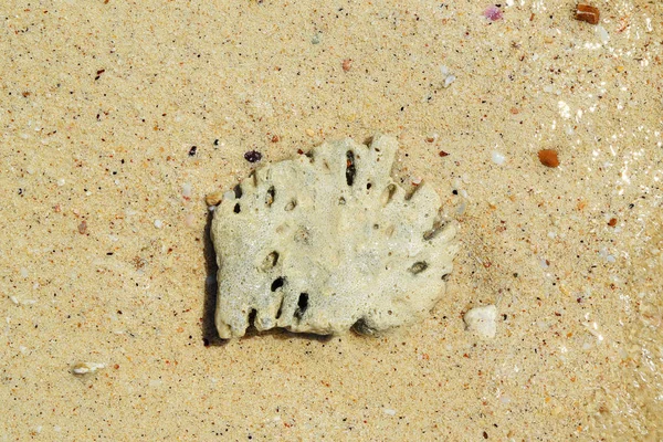 Камінь з черепашками на піщаному пляжі . — стокове фото