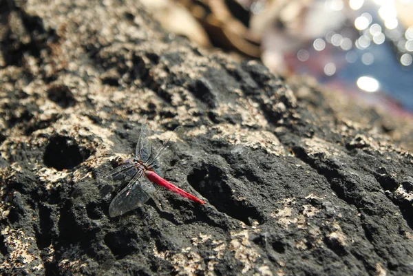 A libélula rosa com asas transparentes nas pedras pretas perto da cachoeira . — Fotografia de Stock