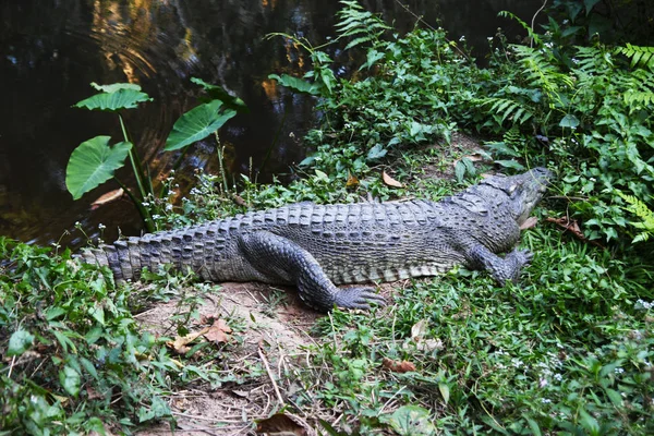 Крокодил на траве у реки . — стоковое фото