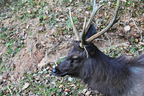 The resting deer on the grass. — Stock Photo, Image