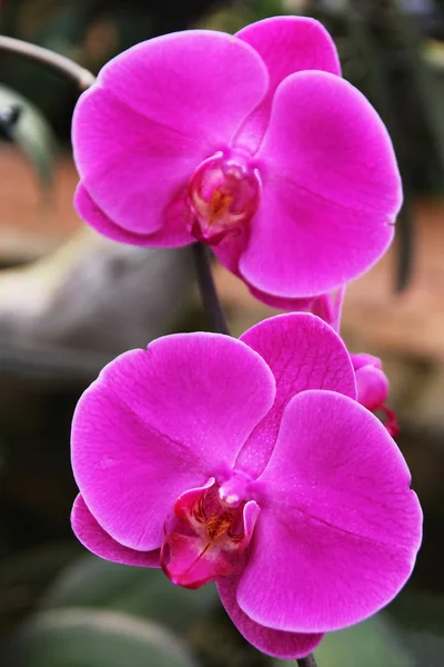 Cestování do Chiangmai, Thajsko. Květy růžové orchideje na větvi. — Stock fotografie