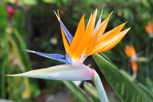 Cestování do Chiangmai, Thajsko. Květina z oranžové a modré strelitzia, na větvi v zahradě. — Stock fotografie