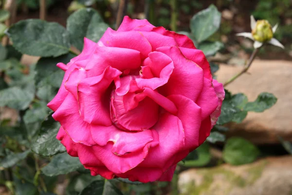 Viaja a Chiangmai, Tailandia. La flor de la rosa rosa en la rama en un jardín . — Foto de Stock