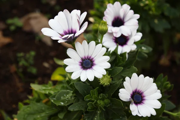 Viaja a Chiangmai, Tailandia. Florecientes flores de margarita africana blanca en el prado . — Foto de Stock