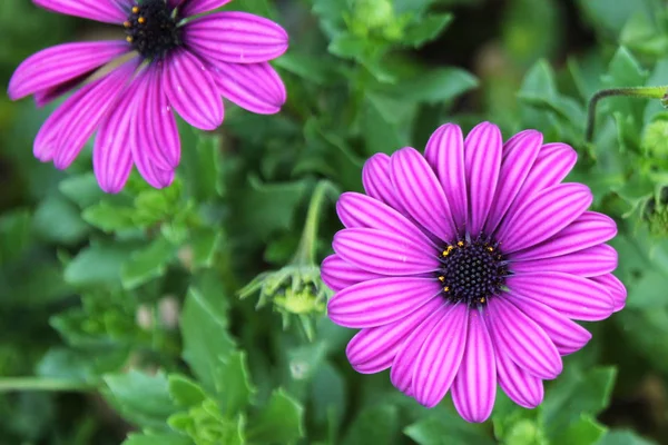 Viaja a Chiangmai, Tailandia. Florecientes flores de margarita africana púrpura en el prado . — Foto de Stock