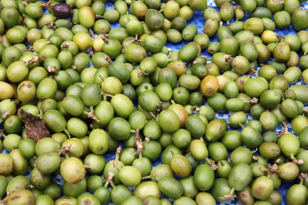 Viaggio a Doi Suthep, Chiangmai, Thailandia. Le bacche di caffè verde primo piano per sfondo . — Foto Stock