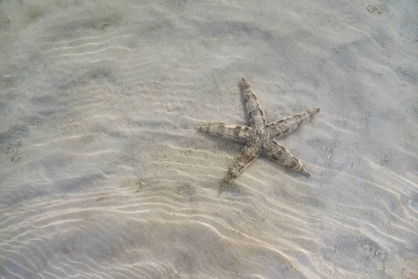 Зоря на піску під морськими хвилями . — стокове фото