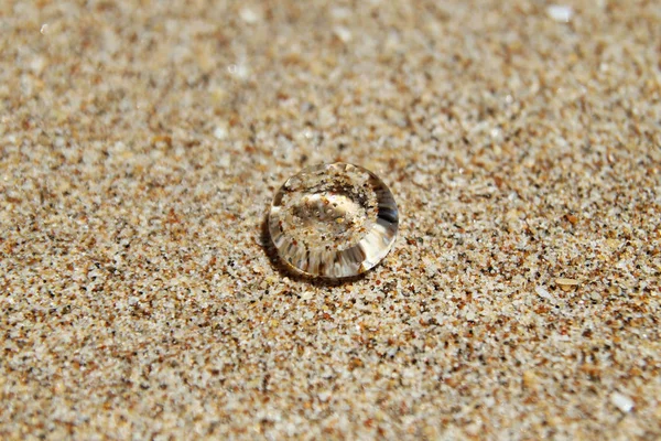 Прозора медуза на піщаному пляжі . — стокове фото