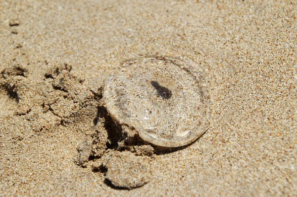 Прозора медуза на піщаному пляжі . — стокове фото