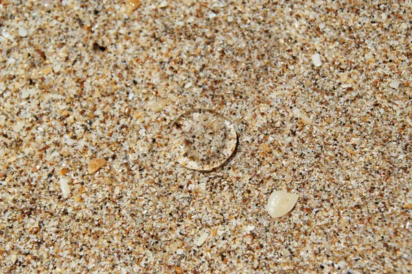 Прозрачная медуза на песчаном пляже . — стоковое фото