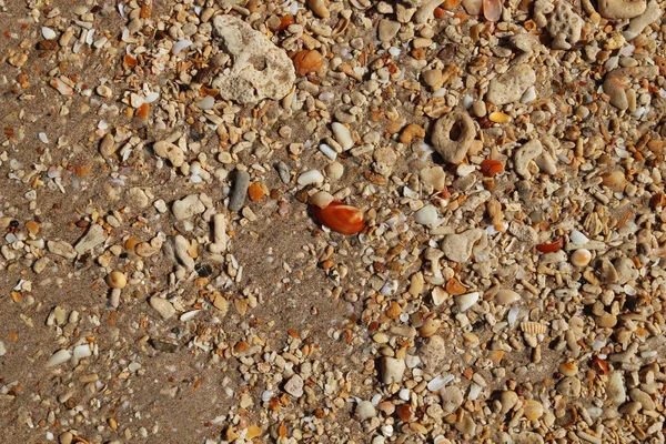 Viaje para a ilha Koh Lanta, Tailândia. Seashells na praia de areia . — Fotografia de Stock