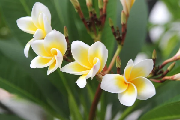 Cestování do Chorvatska, ostrov Phi Phi, Thajsko. Bílo žluté květy plumeria na větvi v parku. — Stock fotografie